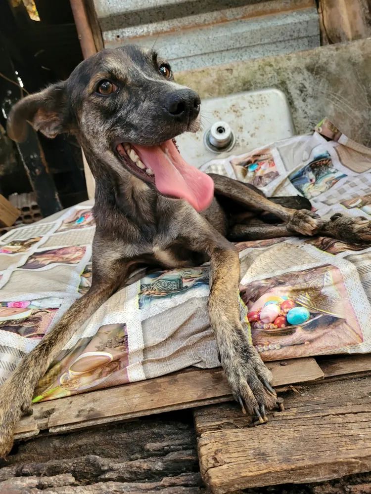 Cachorro no início do resgate