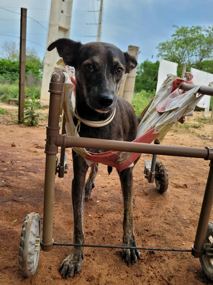 Cão em recuperação usando cadeira de rodas, acompanhado pela Associação