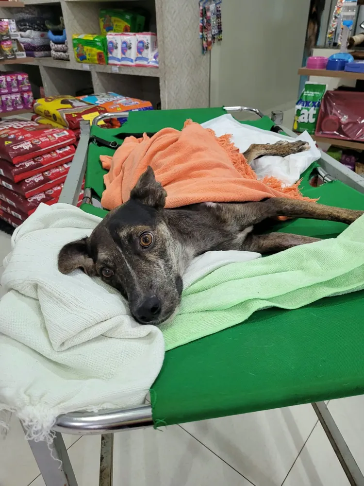 Cachorro descansando durante os cuidados