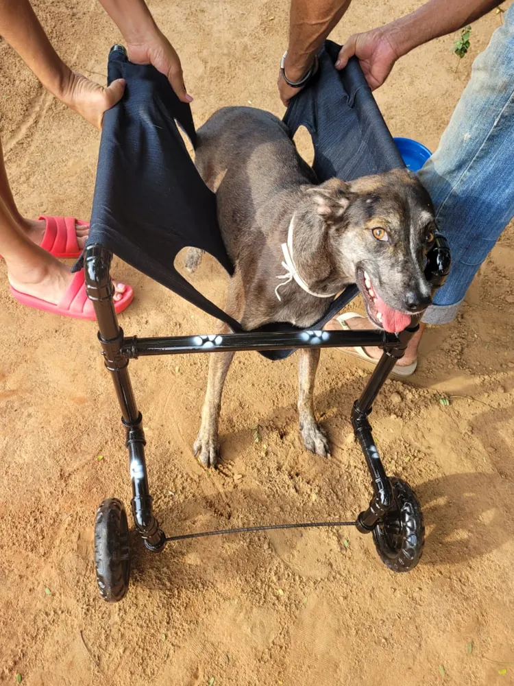 Cachorro recebendo suporte para locomoção