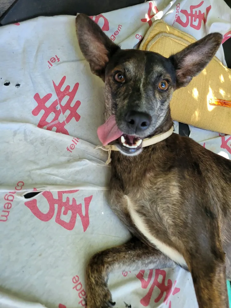 Gatinha em recuperação
