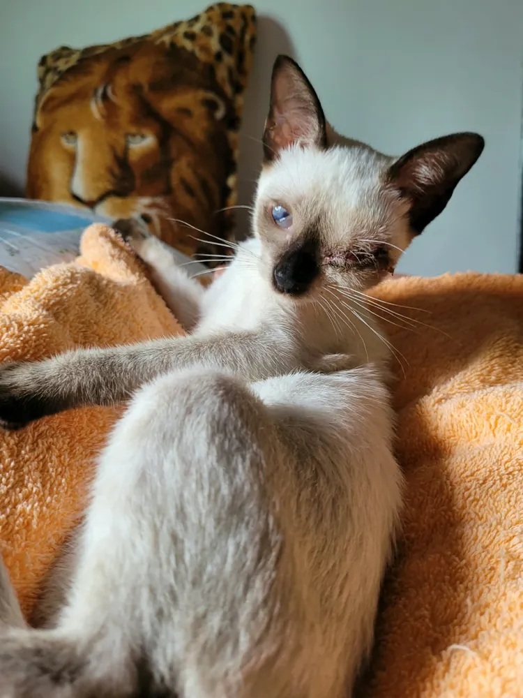 Gatinha após cirurgia