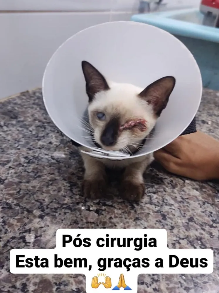 Gatinha em situação de vulnerabilidade