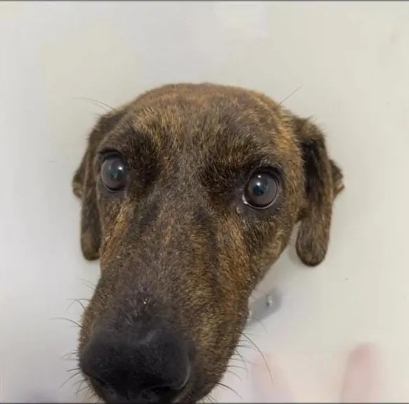 Belinha com olhar doce após a recuperação