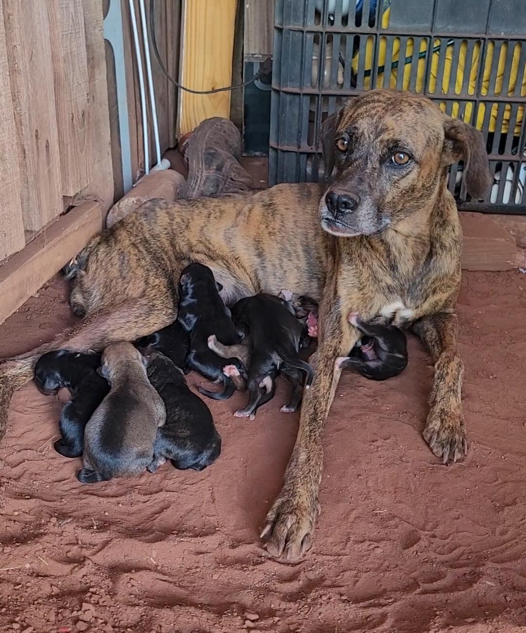 Cadela tigrada amamentando os filhotes após o resgate