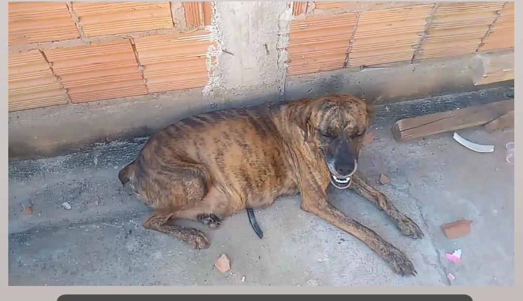 Cadela tigrada abandonada e muito debilitada