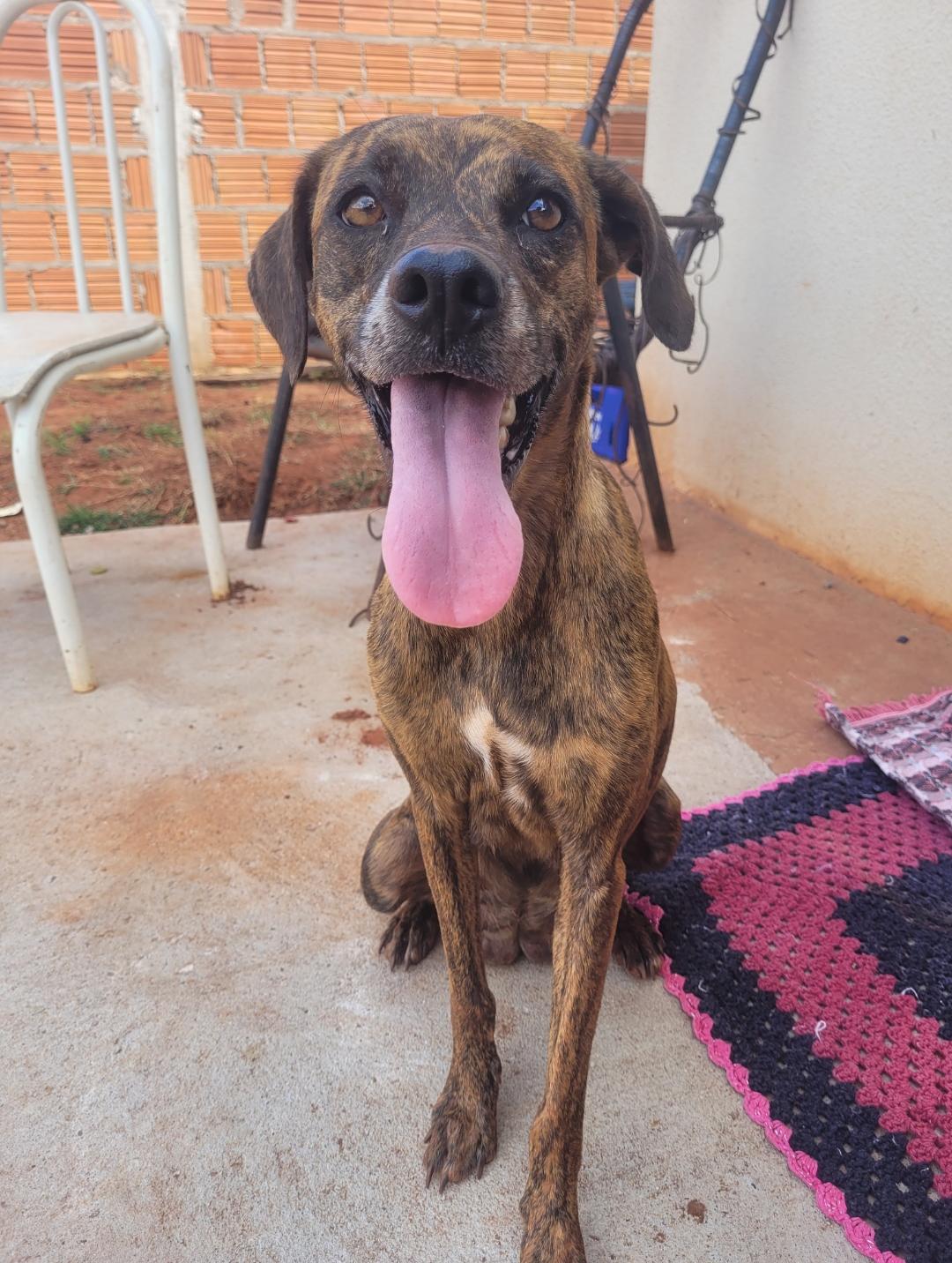 Cadela tigrada recuperada e sorridente
