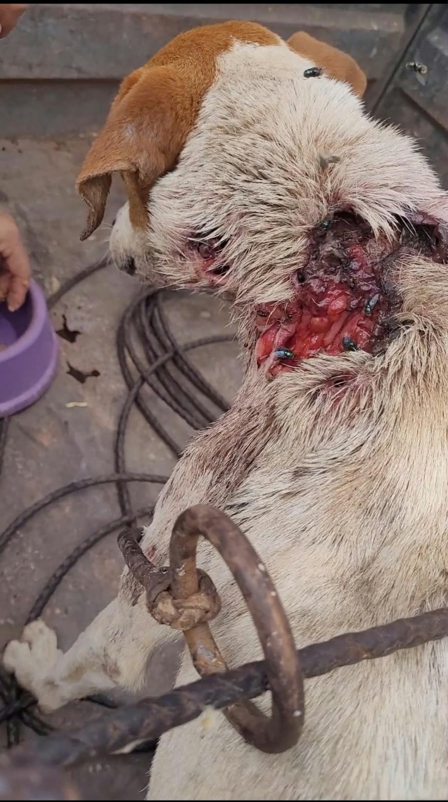 Cachorro resgatado do lixão com miíase grave no pescoço