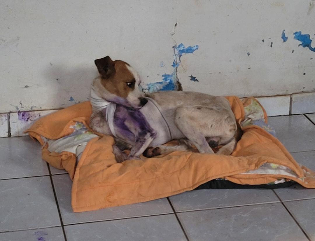 Cachorro bandado e em recuperação no lar temporário