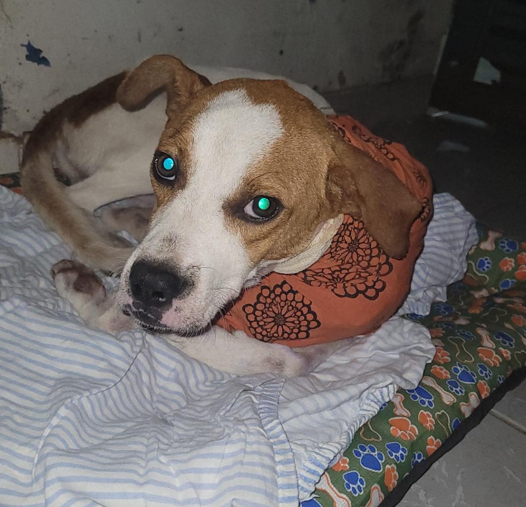 Cachorro em recuperação, descansando