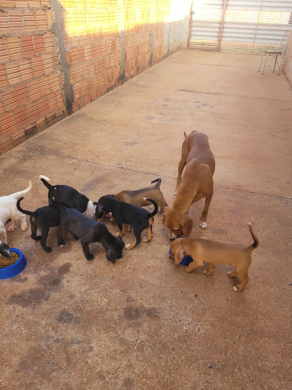 Mamãe e filhotes no quintal