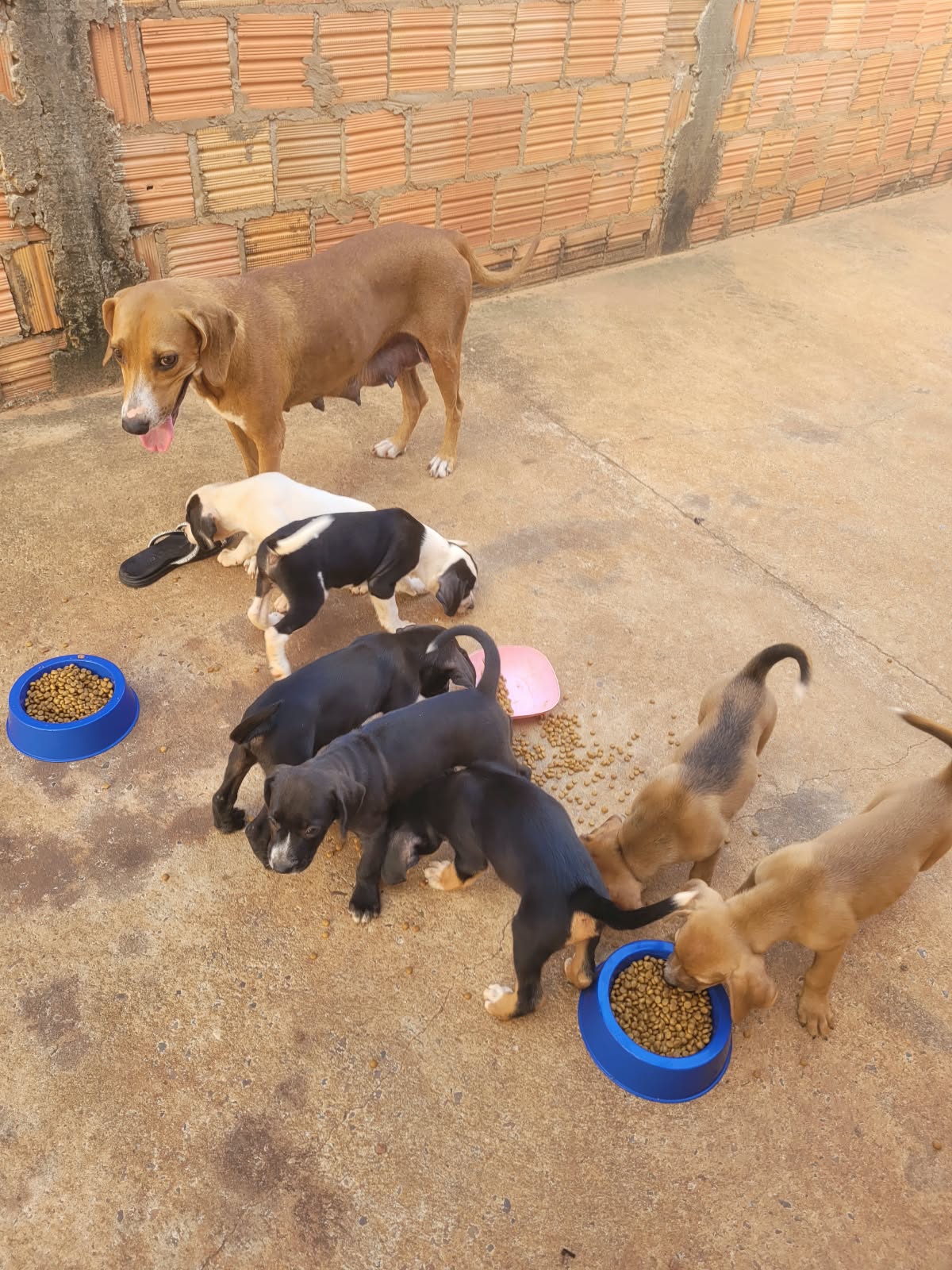 Mamãe e filhotes comendo juntos